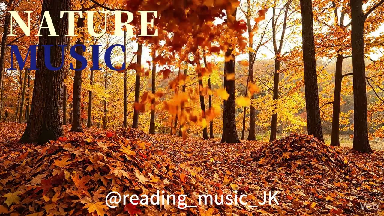 🍂 Golden Autumn Wind | 金色秋日落葉風聲白噪音