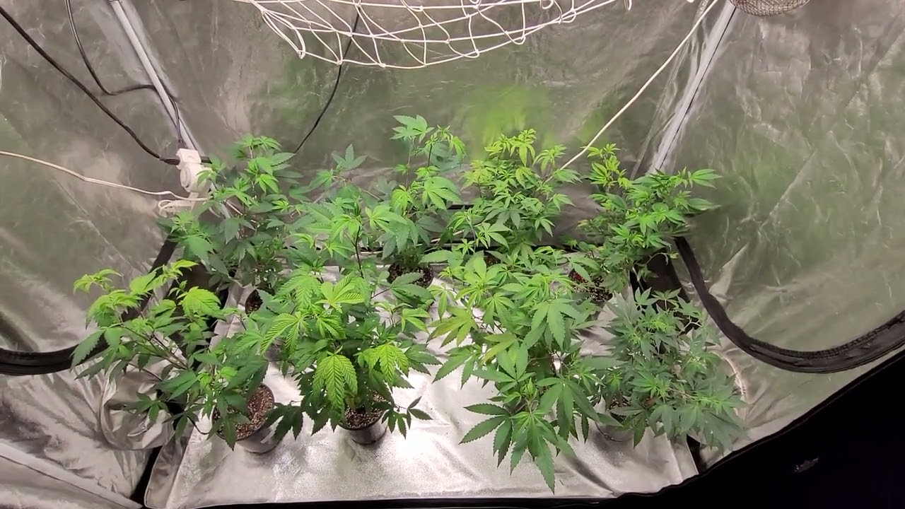 5/13/22 update new strain in flowering, la pop rocks, zookies, wifi 43, and platinum kush mints.