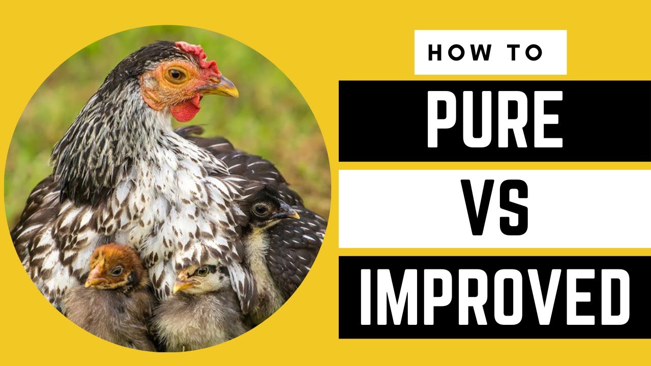 PURE vs IMPROVED Kienyeji Chicken: The Ultimate Showdown | AFRICA FARMING (CHICKEN FARMING ep 6)