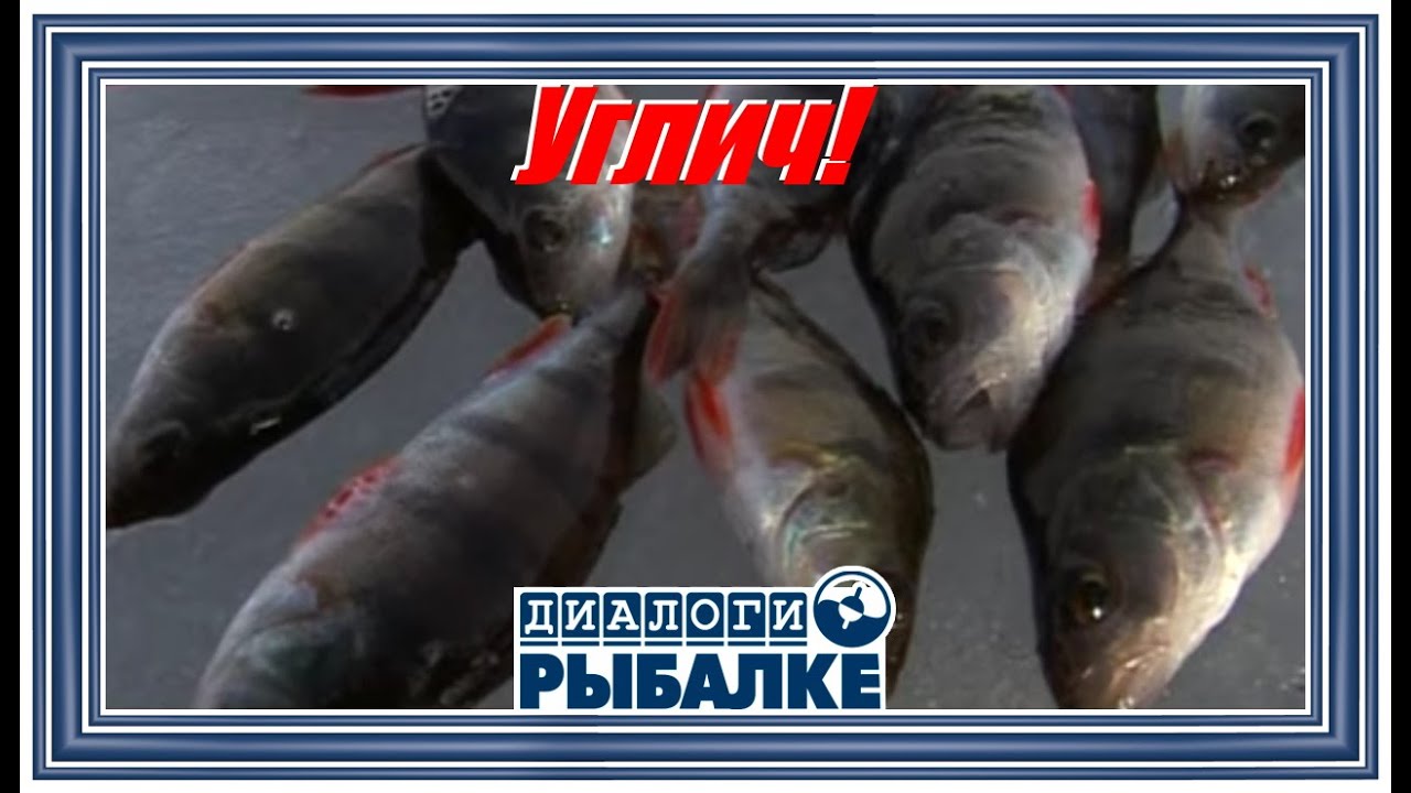 Диалоги о рыбалке - 015/ Углич!