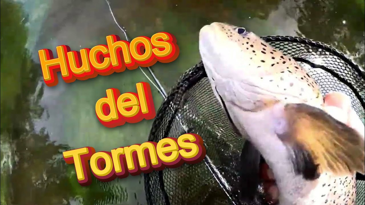 Pesca. Huchos del Tormes. #pesca #fishing #flyfishing #hucho #salmon 