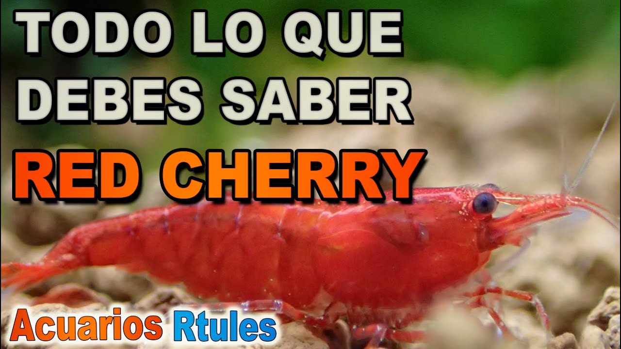 GUÍA BÁSICA RED CHERRY 🦐 , alimentación, parámetros, reproducción
