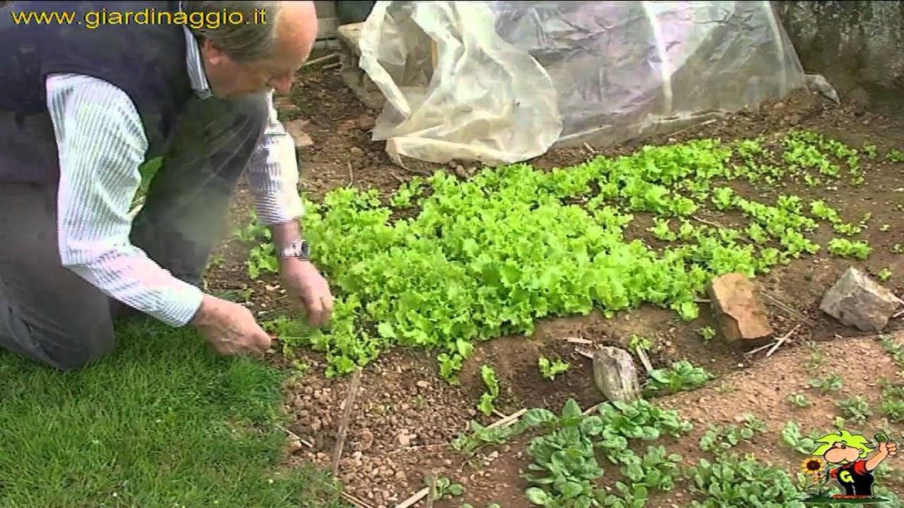 coltivare l'insalata