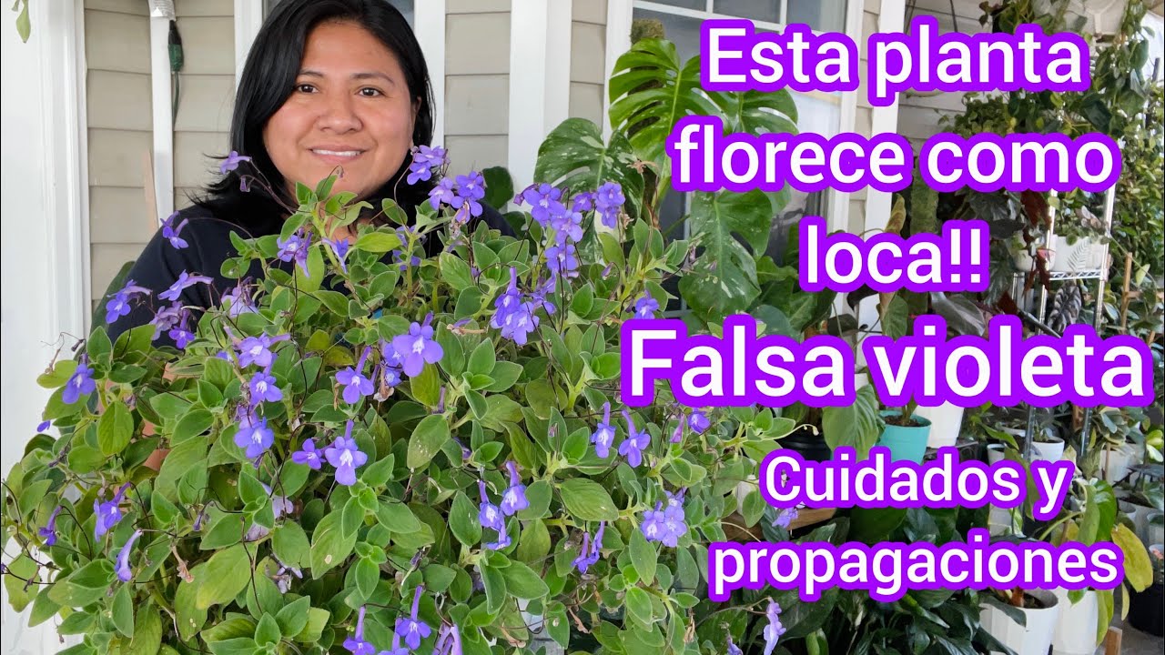 Falsa violeta | Streptocarpus saxorum planta con muchas flores