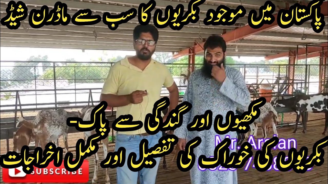 Excellent goat shed II Best goat farming in Punjab Pakistan II New modern shed design in Pakistan