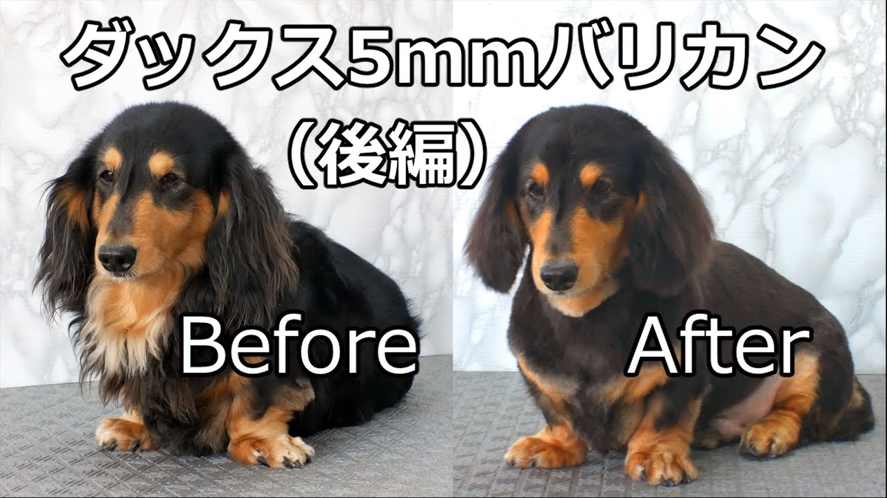Dachshund fur removin  ダックスくん5mmバリカン（後編）