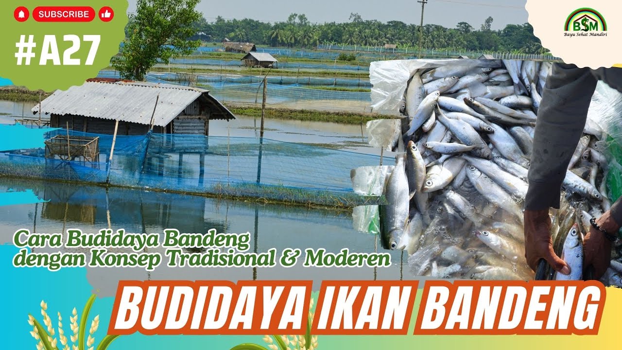 Budidaya Ikan Bandeng dengan Konsep Tradisional & Moderen
