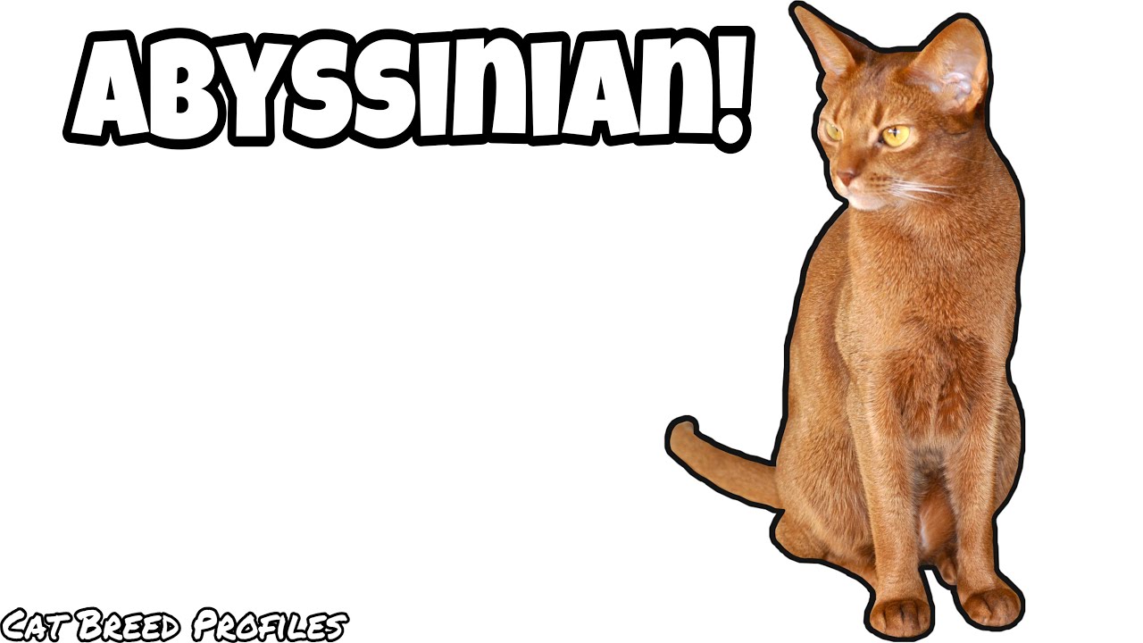 Abyssinian! -Cat Breed Profiles -