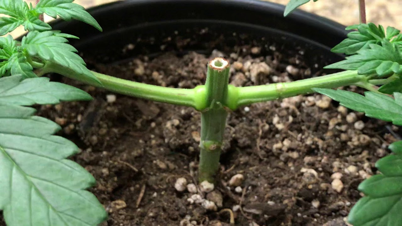 Nugbucket Mainlining. 1st Month