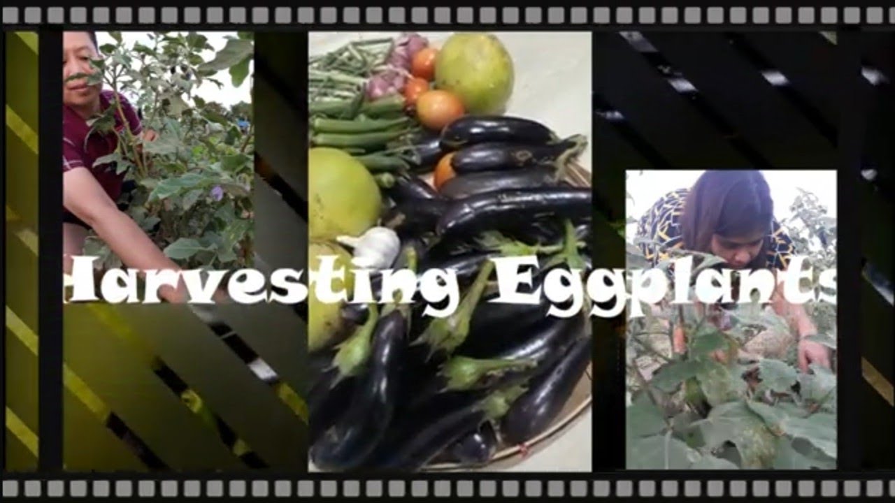 HARVESTING EGGPLANTS | Christmas Vacation @ Nueva Ecija | Dec. 27-29, 2023 #vacation #viralvideo