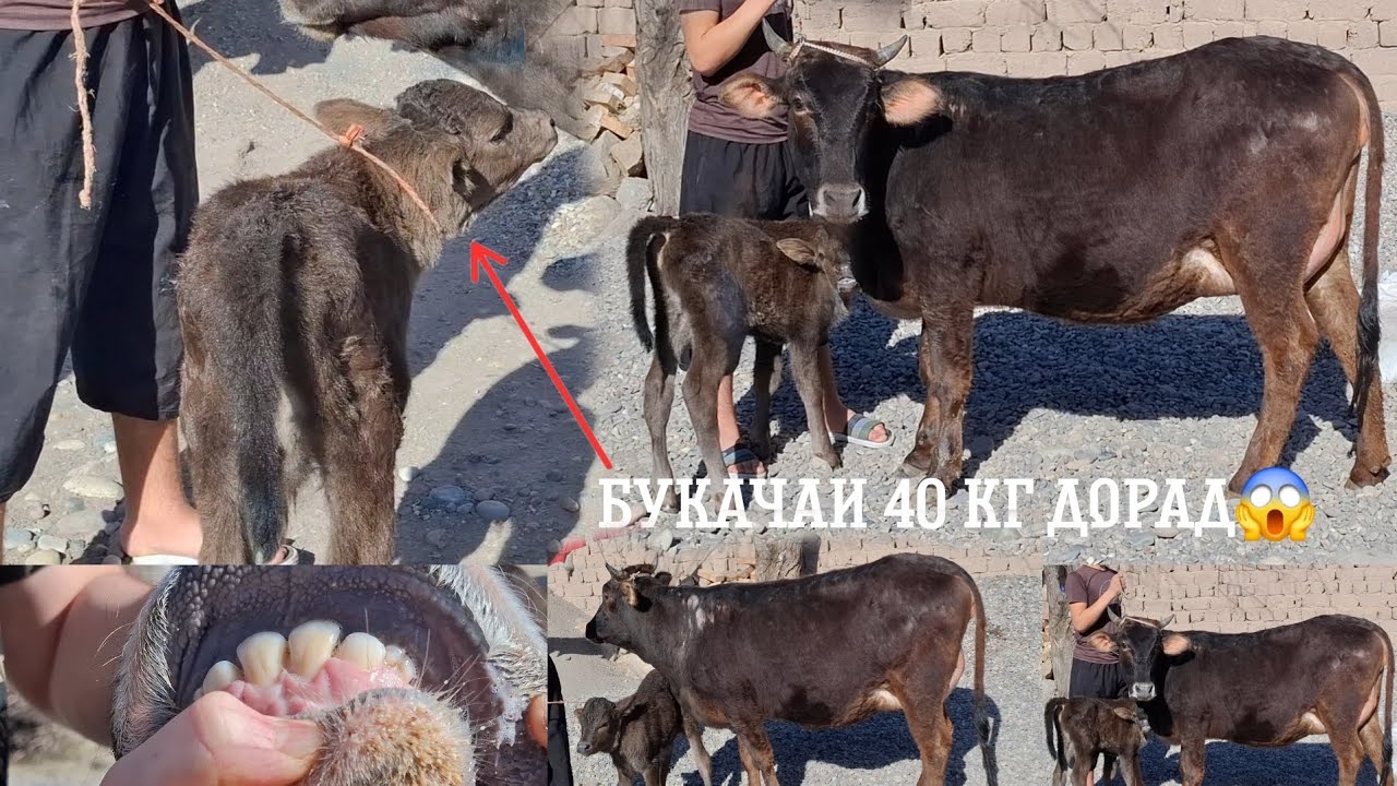 😱БУКАЧАИ 40 КГ ДОРАД😱. ТЕЛ:+992 008 08 88 47🤙🫵.  24 февраля 2026 г
