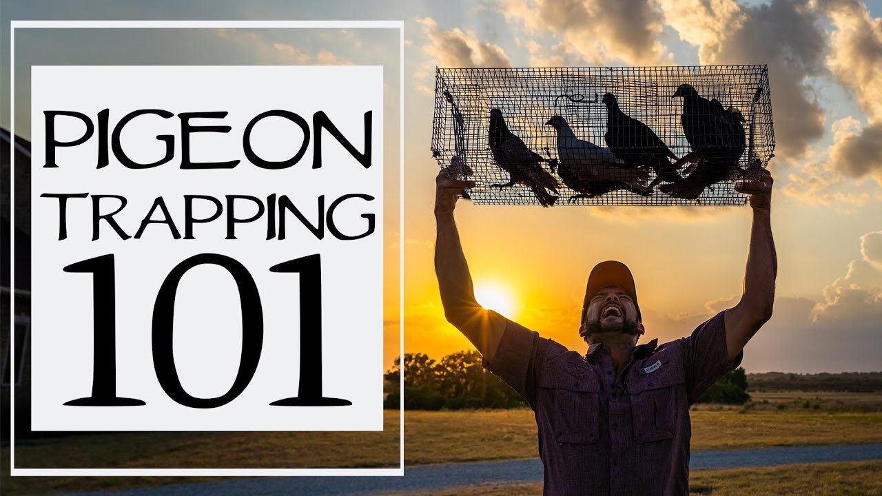 How To Trap Pigeons For Dog Training
