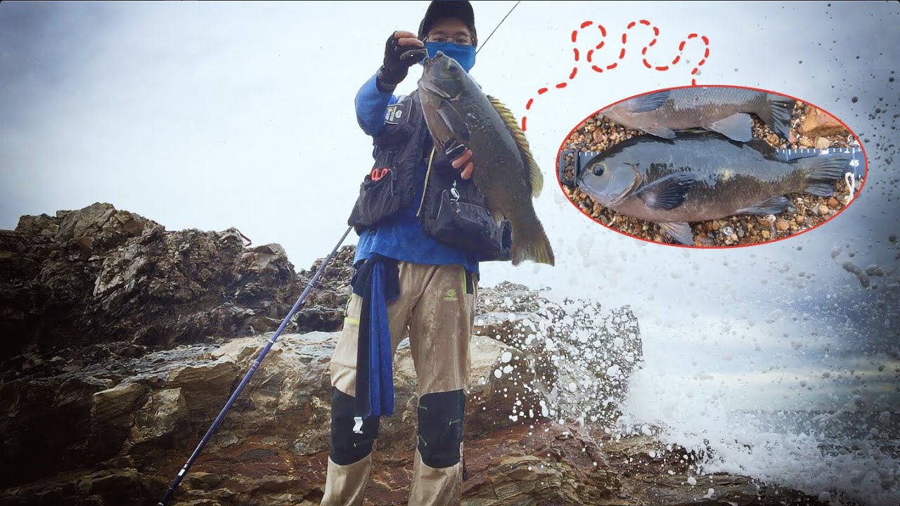 [Must WATCH] Hooked a Monster Opaleye. The Biggest I have ever seen.