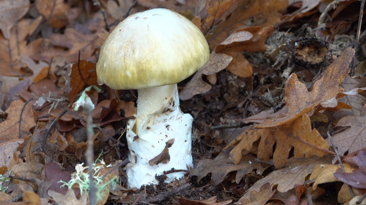 🍄☠️ Amanita phalloides | La seta más venenosa del mundo | Oronja verde | Cicuta verde