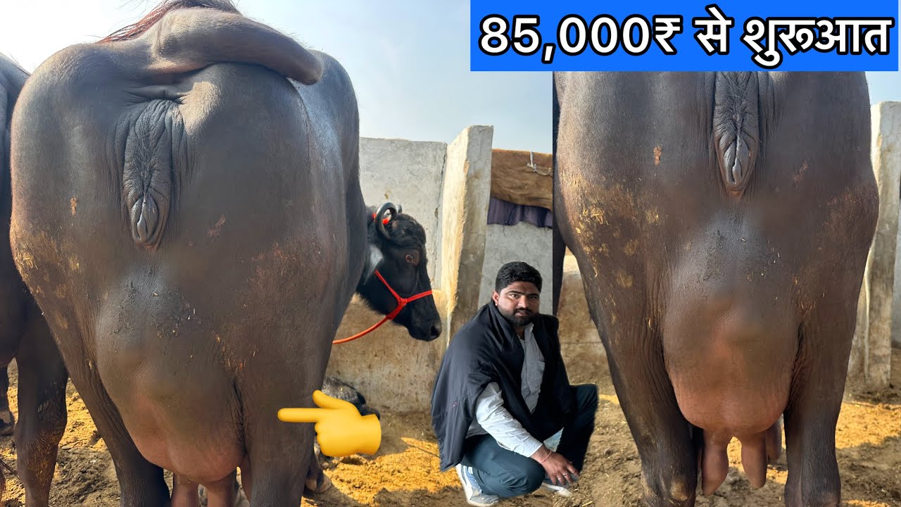 😱एक ही 18 भैंसे । क़ीमत 85,000₹ से शुरू । 18 Buffalo For Sale Swami Dairy Farm Ganganagar 