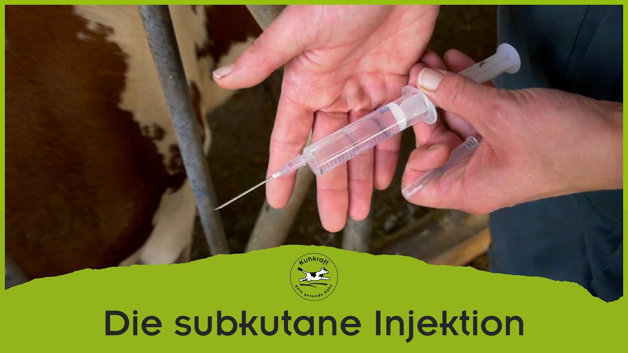 Kuhkraft zeigt: Die subkutane Injektion bei der Kuh