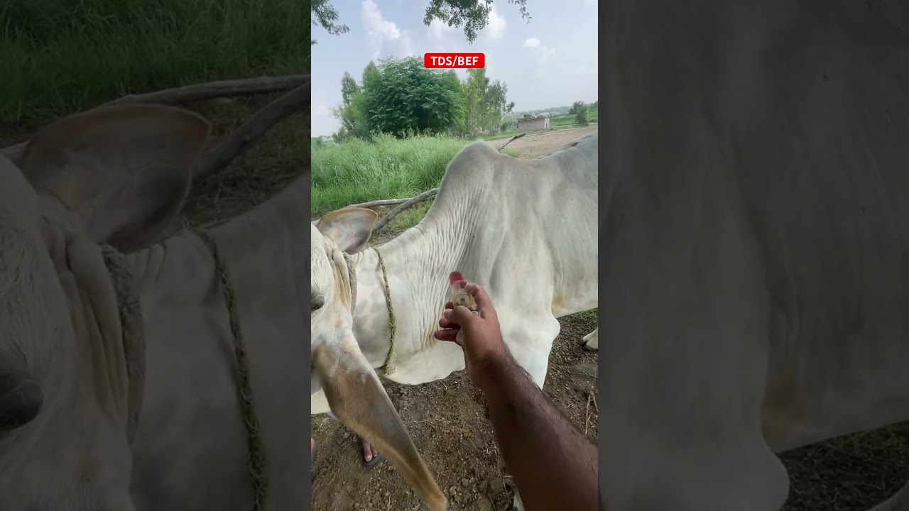 TDS | BEF | Ephemeral Fever| Cattle dengue | Three day sickness | intramuscular | bull treatment