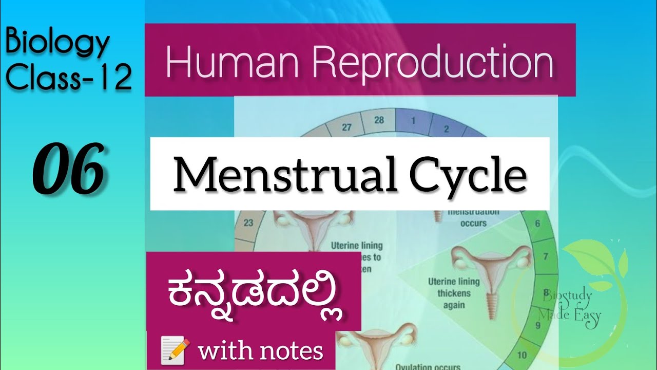 2PU- Menstrual Cycle Class12| Human Reproduction in Kannada| NEET | Biology | written notes