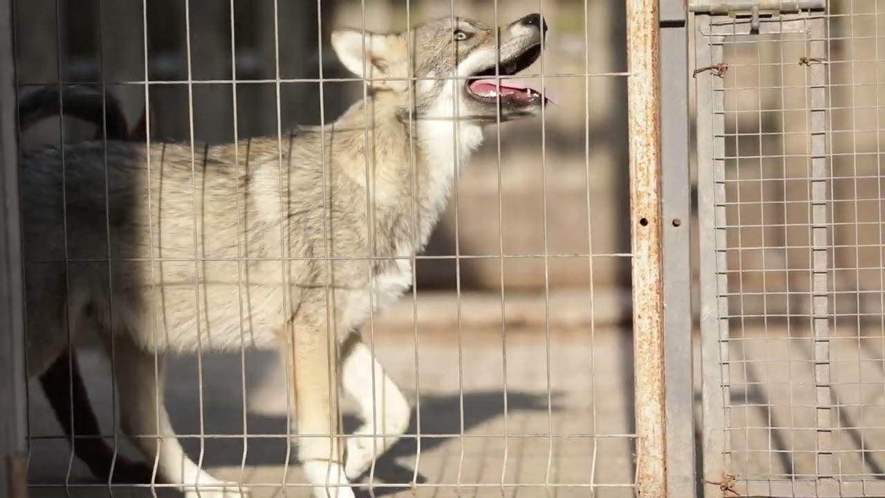 Russian wolfdogs 30-40% wolf low content