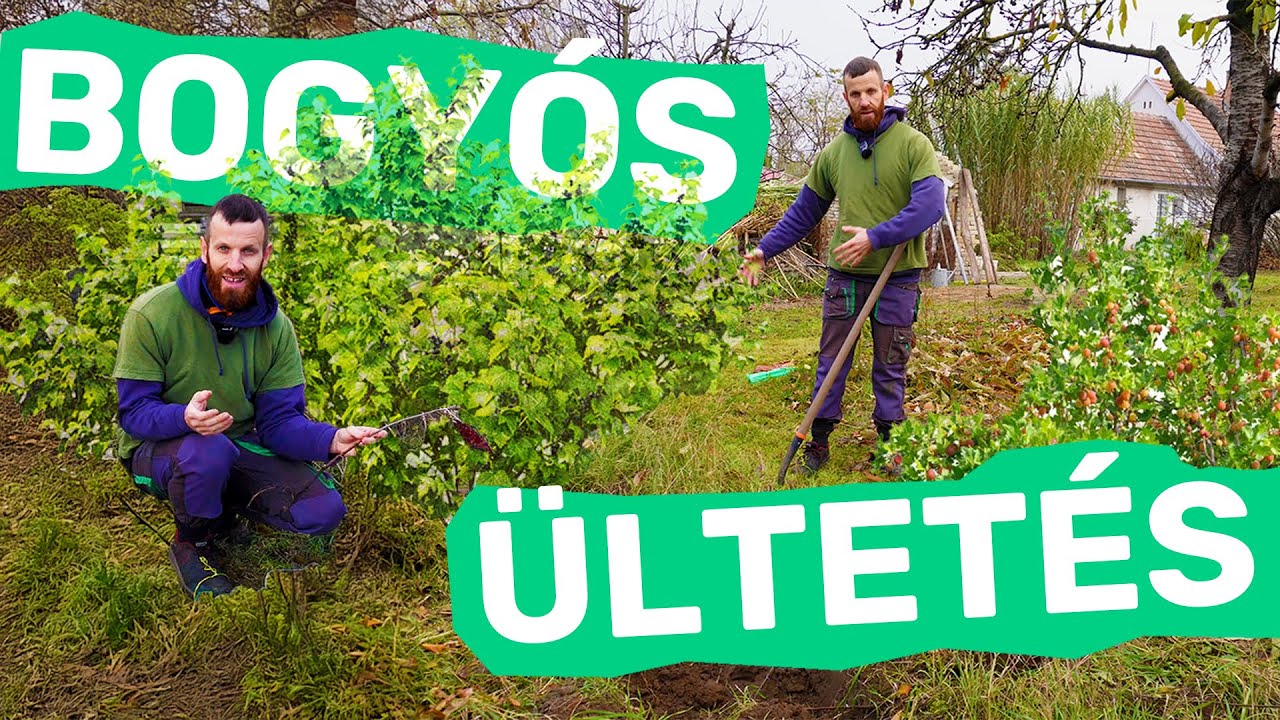 BOGYÓS GYÜMÖLCSÖK ültetése: RIBIZLI, köszméte, MÁLNA