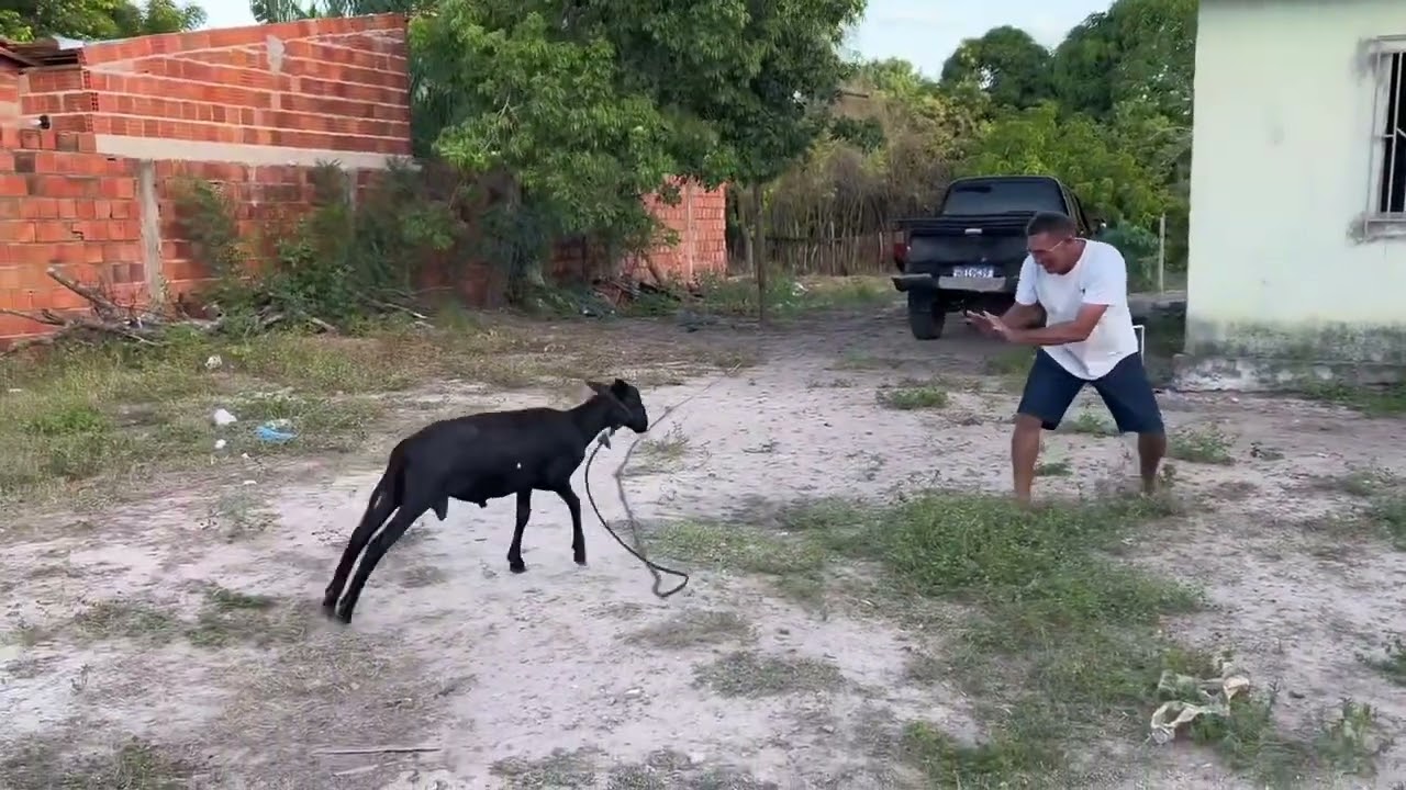 FUI ENSINAR MEU CARNEIRO FICA VALENTE MIM DEI MAL