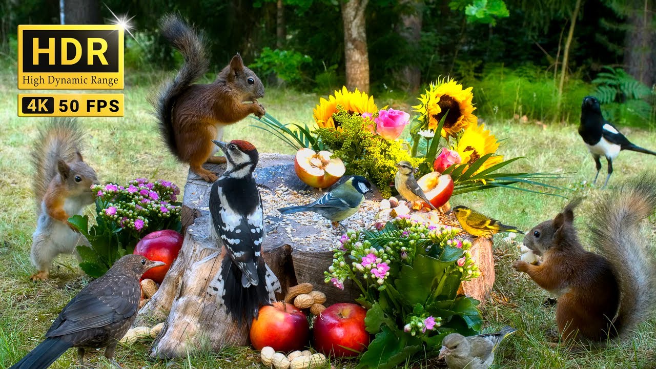 Hang Out with Summer Squirrels & Birds: 10 hours Nature Fun for Cats & Dogs & Humans Alike  (4K HDR)