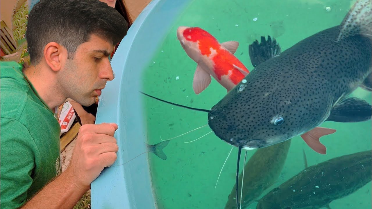 10 PEIXES MAIS DESEJADOS DO AQUARISMO!