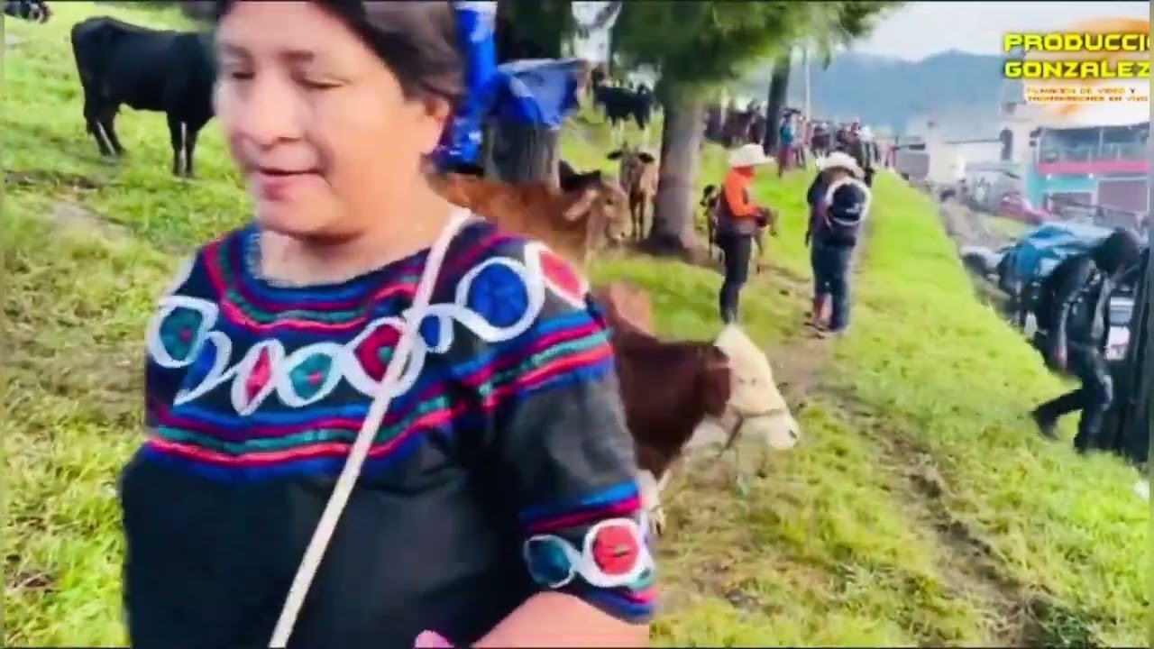 Feria de ganado 10 agosto 2022 en Joyabaj Quiché Guatemala 🇬🇹