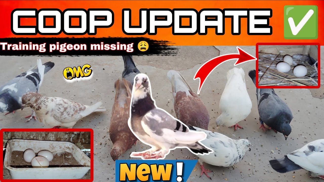 ⭕Pigeon Coop 🕊️ Update |Training pigeon missing 😭 //#pigeoncoop#purachicks #karnapura #pigeonhouse