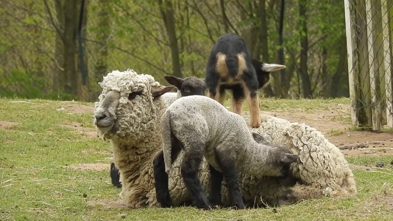 Das Schaf, die L&auml;mmer und das Zwergziegen-Zicklein
