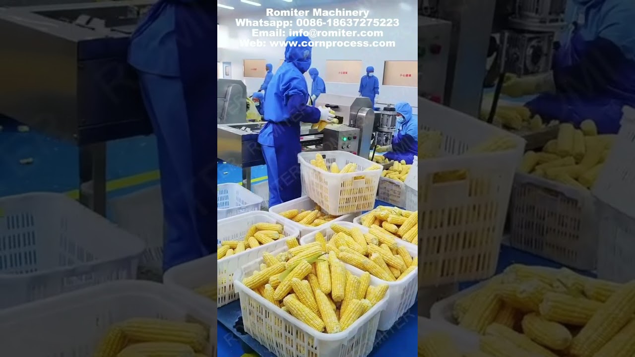 Automatic Sweet Corn Cob Short Production Line