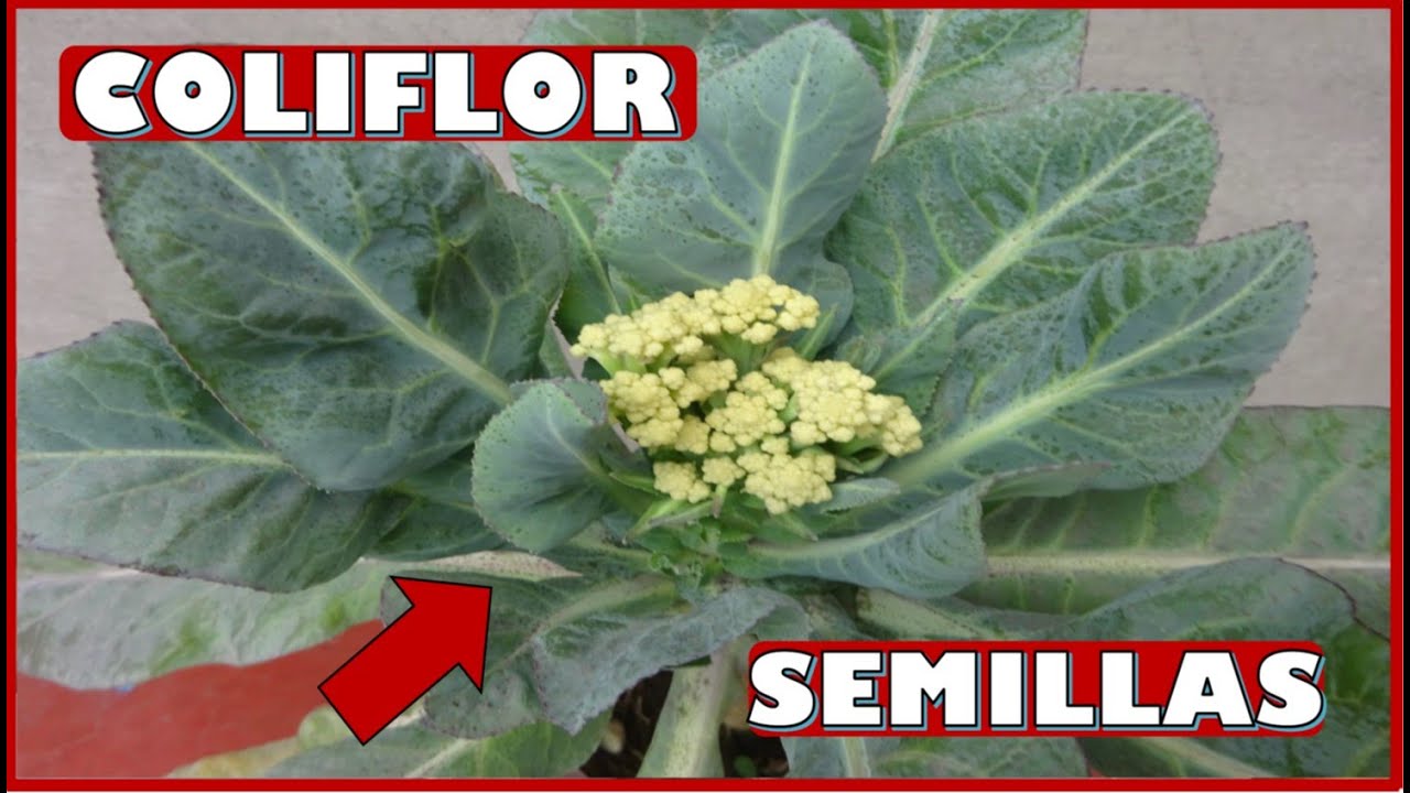 COMO OBTENER SEMILLAS DE COLIFLOR DE FORMA CASERA