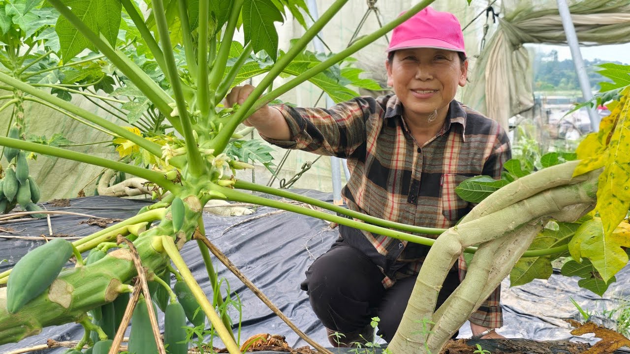 木瓜矮化示範｜高雄美濃區 莊桂花