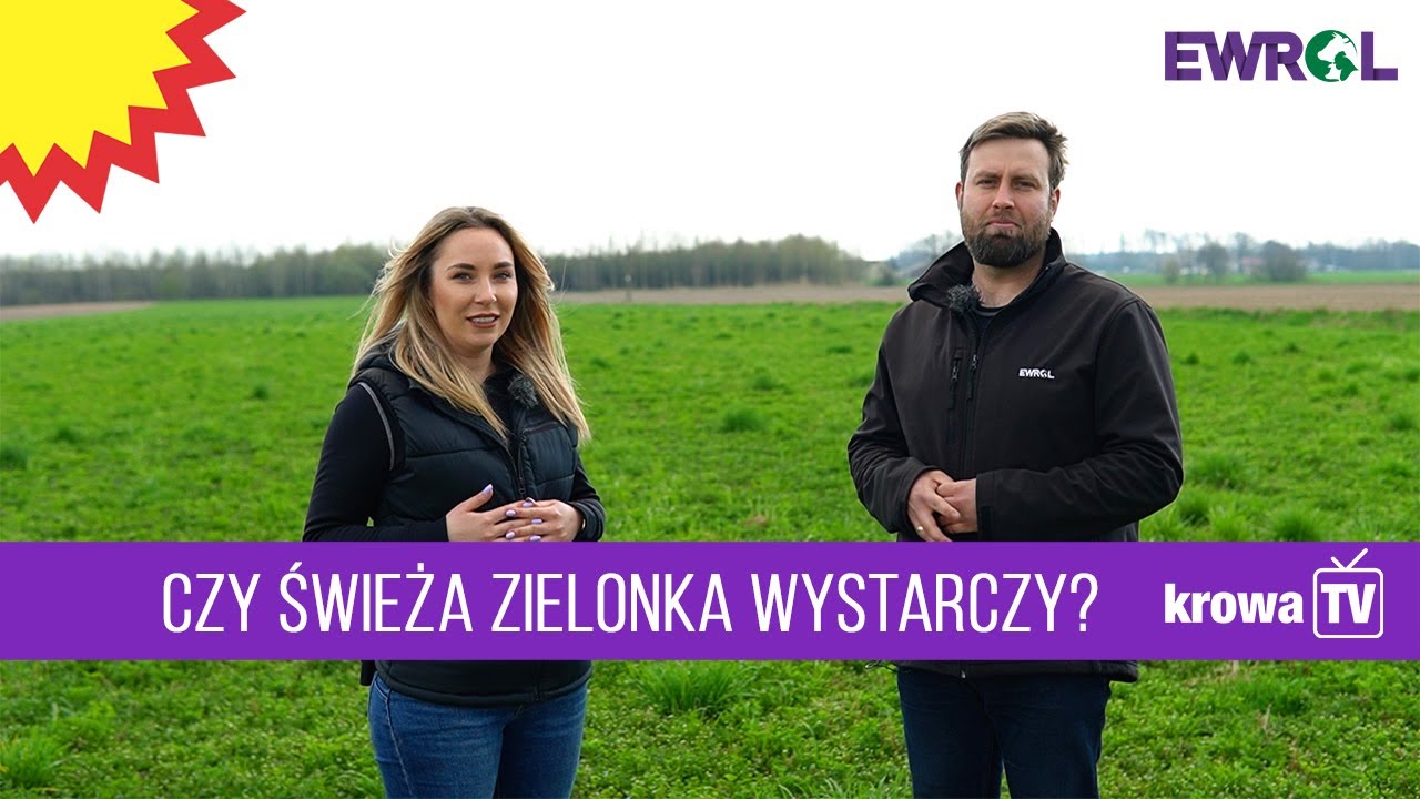 KrowaTV: Wypas na pastwisku