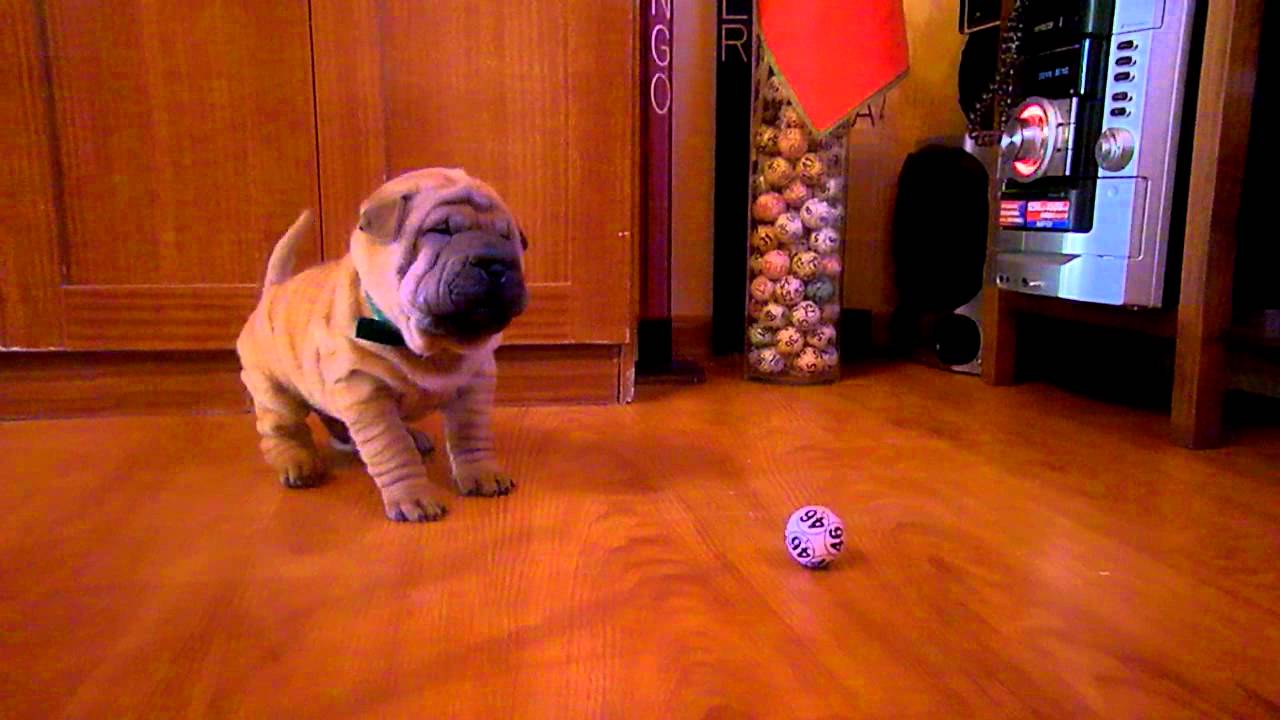 Esa pelotita no me gusta, Shar pei Zuko