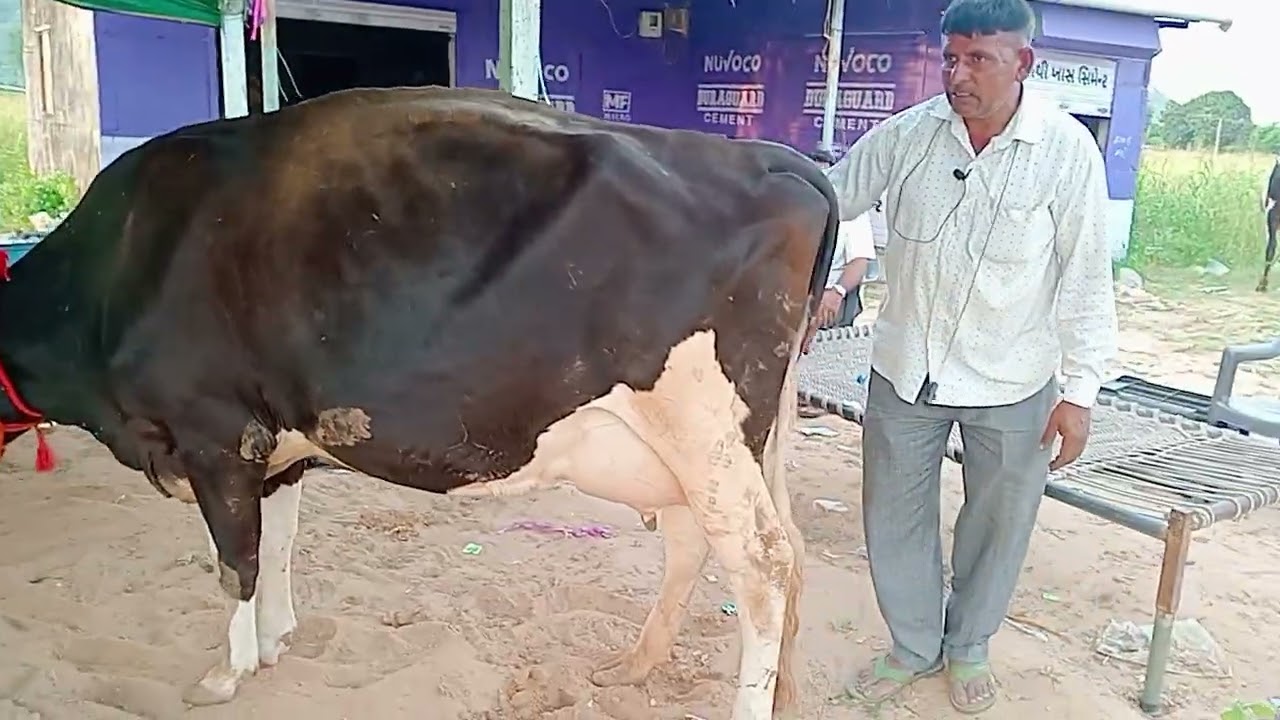 थालोर डेरी फार्म गुजरात अच्छी नस्ल वाली दूध वाली गाय