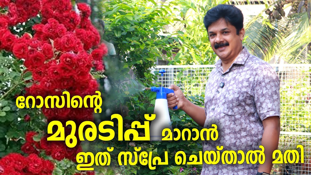 റോസിൻറെ മുരടിപ്പ് മാറി കുലകുലയായി പൂവിടാൻ കഞ്ഞിവെള്ളത്തിൽ ഈ മരുന്ന് ചേർത്ത് സ്പ്രേ ചെയ്താൽ മതി