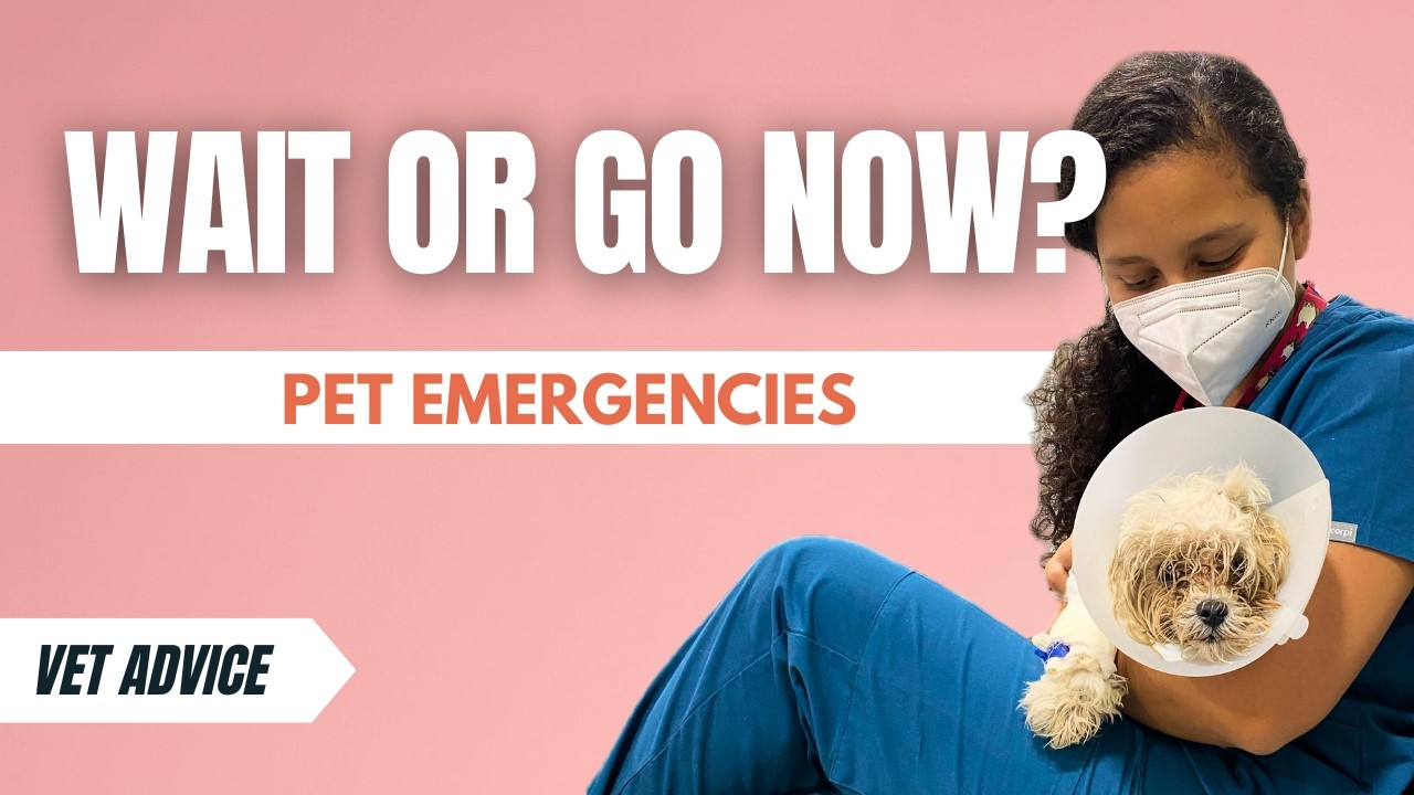Pet Emergencies You Need to Know | Vet Advice