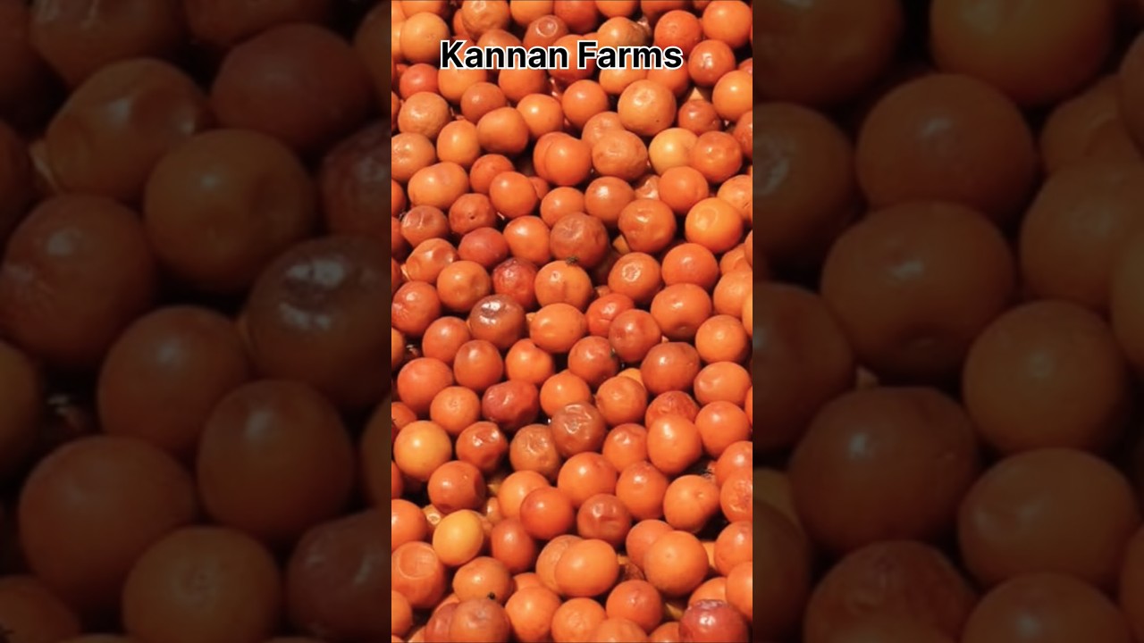 Elanthai tree, Indian plum 