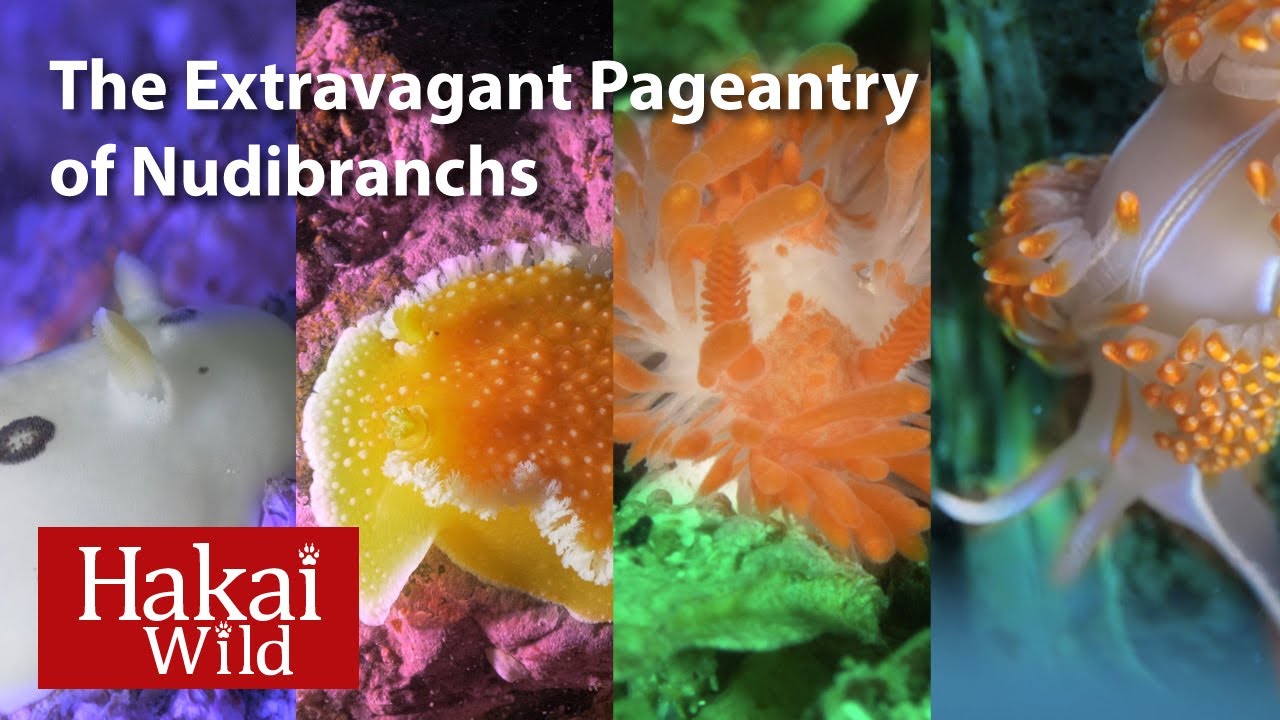 The Extravagant Pageantry of Nudibranchs
