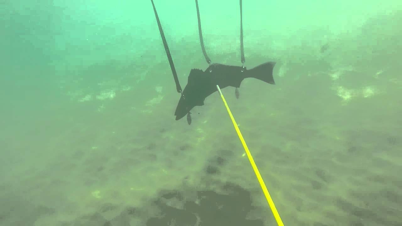 White Sea Bass