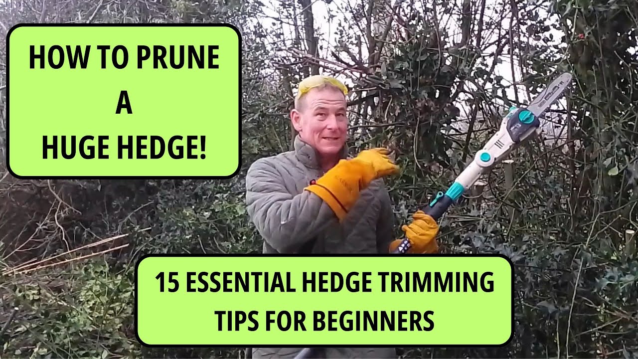 Hedge Trimming for Beginners | 15 Essential Tips for Hedge Cutting | Gardening UK.