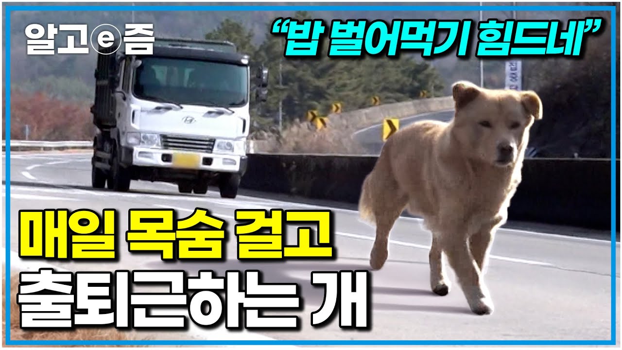 “누가 휴게소에 버렸나 봐요” 위험천만한 고속도로를 가로질러 매일 휴게소로 출근하는 개｜세상에 나쁜 개는 없다｜알고e즘