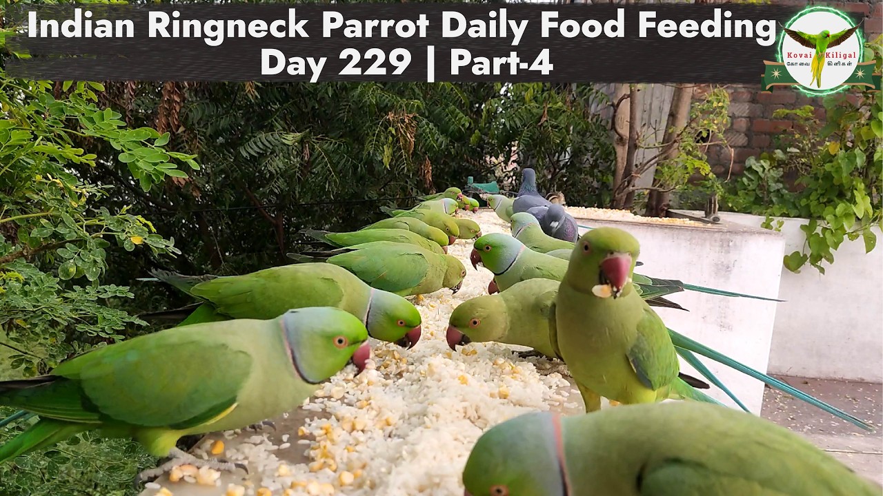 Indian Ringneck Parrot Daily Food Feeding | Day 229 | Part-4 🦜 Fresh Rice & Corn