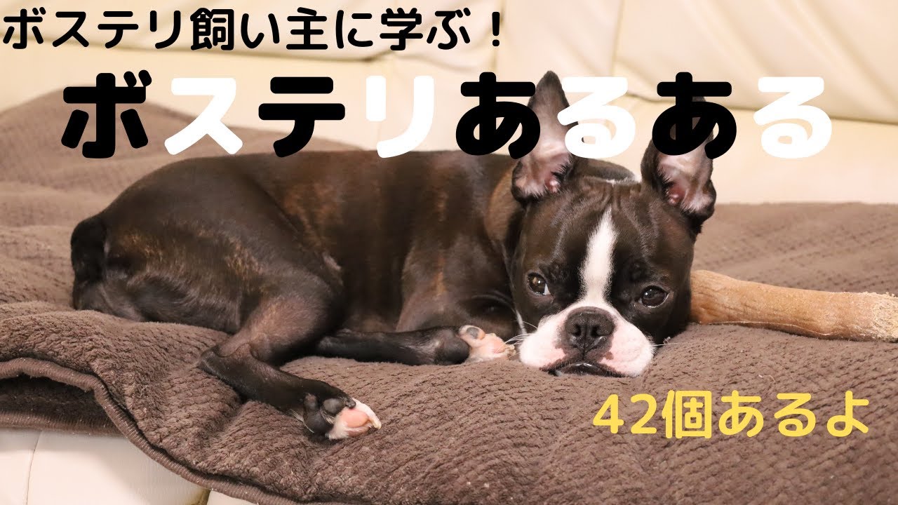 ボストンテリアの飼い主さんに聞いた！ボステリあるある(42個あるよ)