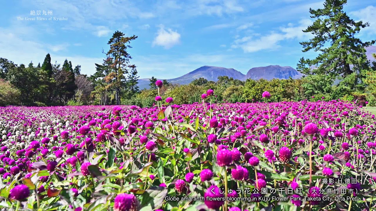 絶景九州 2021年10月放送「秋の草花の絶景」