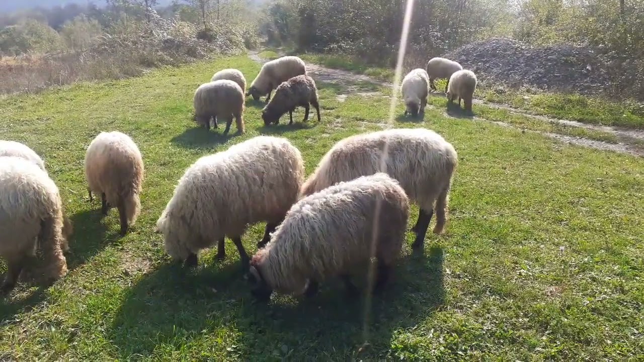 Velkića brdo Bosanski Nova ispaša ovaca - 17.10.2023.