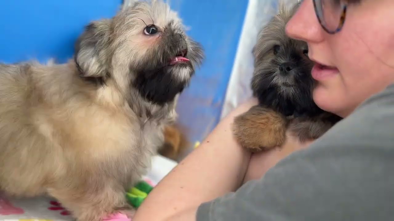 Cuddles and Sugar Bear