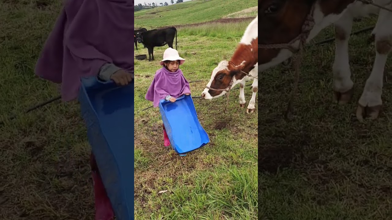 La vida del campo 🌼