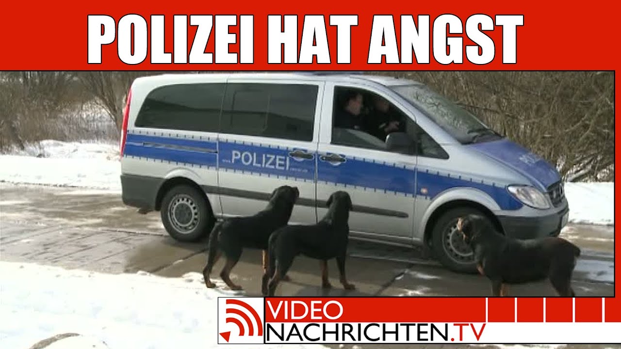 Nachrichten: Wachhunde blockieren Polizei und lassen Diebe laufen | VideonachrichtenTV